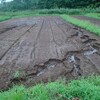   大雨の後の畑