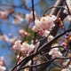 境内の早咲きの桜