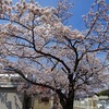 【桑折お散歩録】桜の開花状況をお知らせ🌸（4月14日）