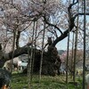 山高神代桜と実相寺の御首題