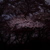 桜の写真　夕暮れ