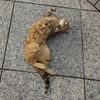 6月後半の #ねこ #cat #猫 その1