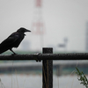 モノトーンの世界：曇天の彩湖〜秋ヶ瀬公園、メジロ、アオサギ、カラス