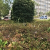 花に食われるアオスジアゲハ