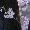 4年ぶりの静岡まつり　～徐々に夜桜へ～