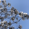 平成最後の桜は2週間以上の長持ち