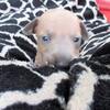 パピーちゃんの目が開いて～母犬の愛は強し！