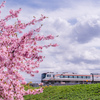 駆け抜けていく、桜もひだも
