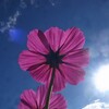 コスモスを下から見上げて記録してみた