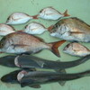 多彩な櫛崎沖の釣り