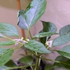🌶トウガラシの成長記録：花から実への軌跡！