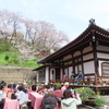 養源寺の花まつりも桜満開！