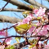 #代々木公園#メジロ#河津桜