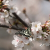 3/29/2023・桜にアゲハ