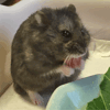 同じくらいに育ちました