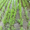 無農薬で米づくり。草取り。イネの見分け方