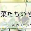 夏野菜たちのその後～2019プランター栽培5～