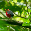 2015年消失したファイル：ボルネオの鳥