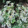 今どき庭に咲く山野草