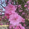 桃の花で花見💗　コロコロ.12