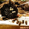蜂の巣の解体