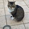 ニャンズから感じる春の訪れ
