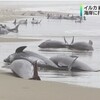 2015.4.10　茨城県沖でイルカが160頭打ち上げられる。地震の前兆か？