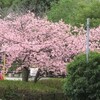 トマト・・