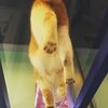 猫写真♯768