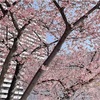 河津桜満開