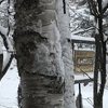 朝から夕方まで雪。