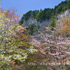 曽爾・屏風岩公苑の桜