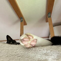スモモ、にゃすてら、くろちゃんの足の裏