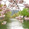 遅咲き八重桜