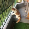 涼しげ