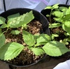 やられた〜もう何回目？そして今度こそ