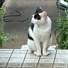 白黒ちゃんが怪我をしていた。猫にも人にも「かるかん」。