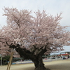 桜を見に （３）　真鍋小学校の桜