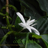 アラビアコーヒーの花　Coffea arabica