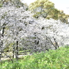 八代城址の桜