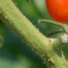 トマト 茎にぶつぶつが？