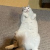 ホカペは猫を駄目にする？