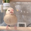 シナモン文鳥さん　にがさないもん