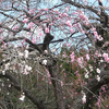 樽見の大桜