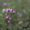 85mm f/1.4の開放で秋桜を撮る