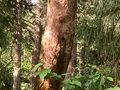 ムササビ？が神社のケヤキで顔を出し。