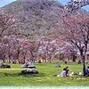 ［名桜探訪］★えりも町庶野さくら公園（名桜探訪２３）