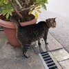 キダ・タローさんが死去