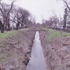 カエルパトロール2016〜オタマジャクシと小金井公園の桜の咲きぐあい〜