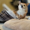 まったりまでの流れ、だよ